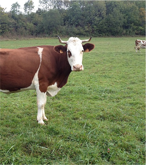 Evosges Hotel restaurant Ain