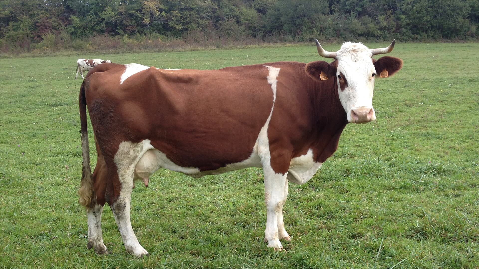 Auberge Campagnarde Hotel restaurant Ain